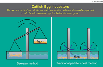 Graphic: Catfish Egg Incubators