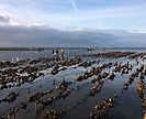 Scientists assess oyster habitat in Humboldt Bay