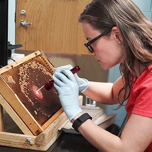 ARS technician Lucy Snyder selects bee larvae from honeycombs.