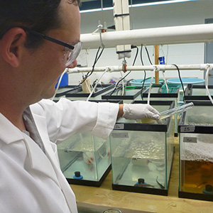Scientist adding a solution into a fish tank.