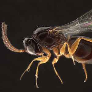 Microscopic image, approximately 60x magnification, of a Angustocorpa wasp.