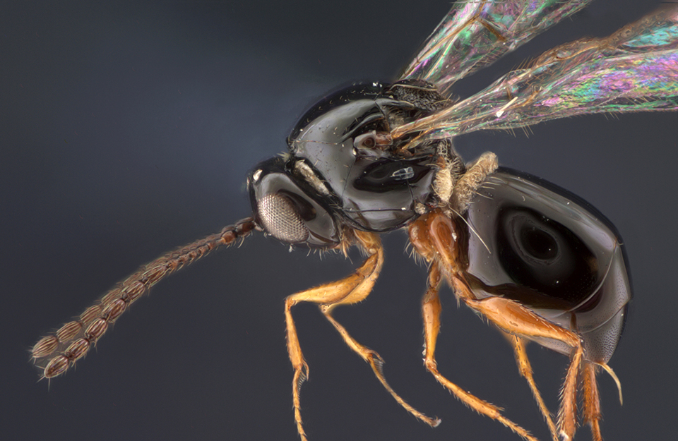 Microscopic image, approximately 60x magnification, of a Didyctium wasp.