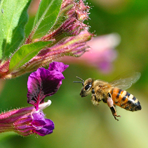 Honey bee in flight.