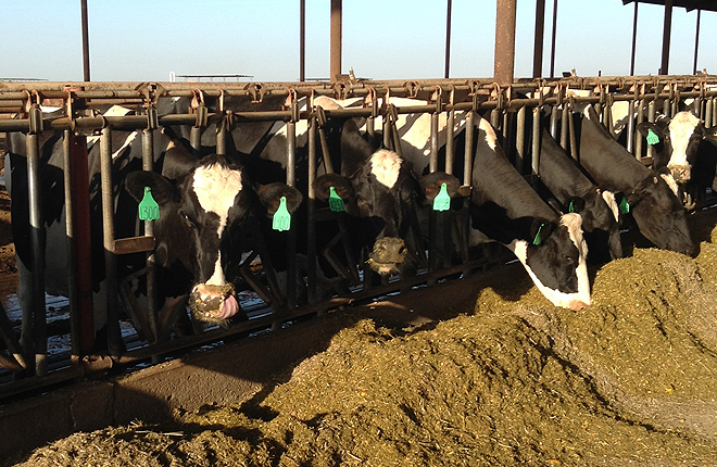 Dairy cows feeding.
