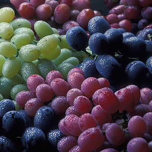 Green, red, and purple grapes