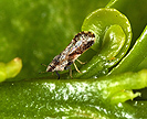 Asian citrus psyllid on leaf