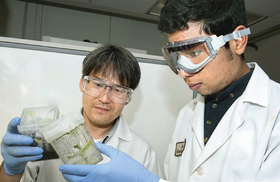 Two researchers inspect plants growing in jars
