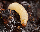 A lesser peachtree borer larva on a damaged peach tree