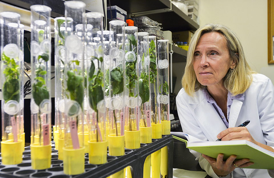 ARS technician inspecting citrus plants in the lab