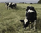 Dairy cattle grazing fall-grown Ogle oat