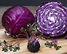 Red cabbage microgreens and mature red cabbage