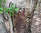 Discolored oak tree trunk