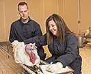 ARS microbiologists examine a turkey