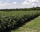 Weed-free cotton field