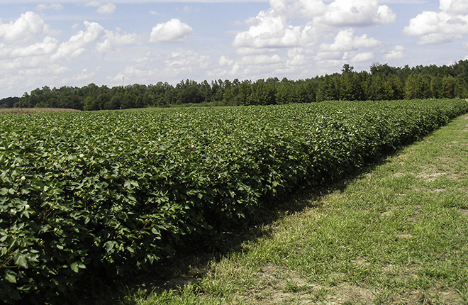Weed-free cotton field