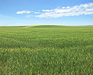 Field of Soft Svevo durum wheat
