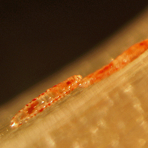 Hessian fly larvae