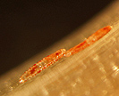Hessian fly larvae