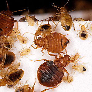 Adult and immature bed bugs