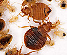 Adult and immature bed bugs