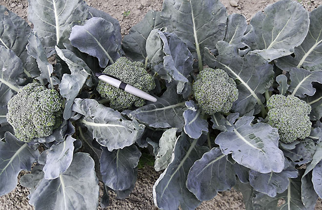 Heat-tolerant broccoli plants in the ground. The marker pen indicates optimal head size for harvest.