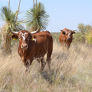 Criollo cows in New Mexico desert
