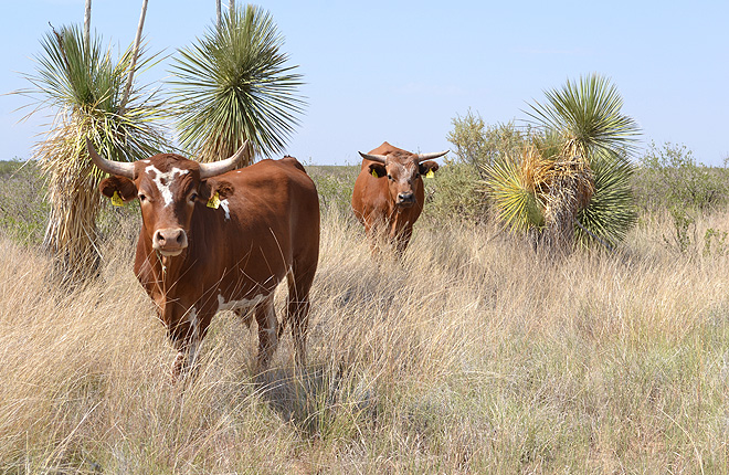 Criollo cows in New Mexico desert