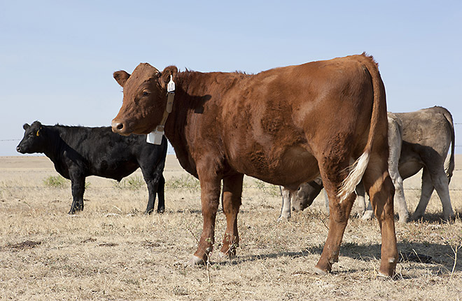 Cattle fitted with global positioning system (GPS) collars