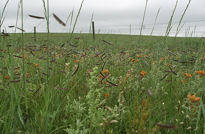 A variety of flowers and grasses growing on a prairie