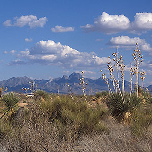 Grassland-shrub savanna with mountains in background