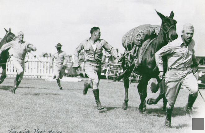 Training pack mules in 1942