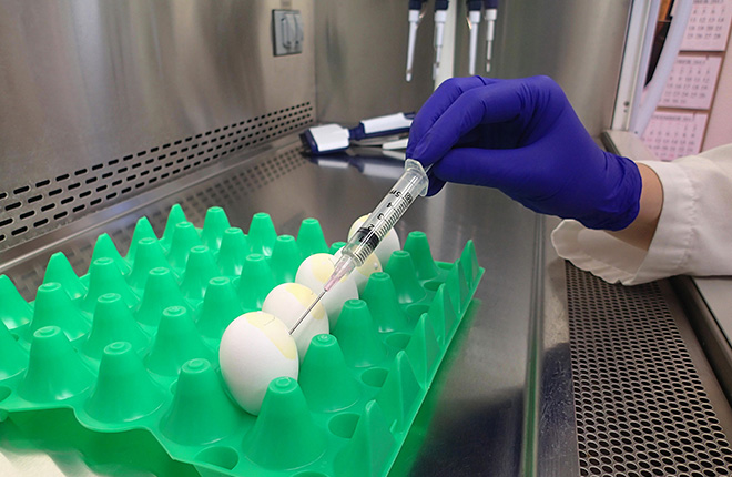 Scientist extracting avian influenza virus from chicken eggs with a needle