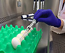 Scientist extracting avian influenza virus from chicken eggs with a needle