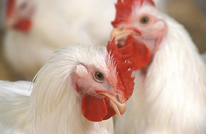 Close-up of two chickens