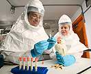 Scientists wearing biosafety suits taking a throat swab from a chicken