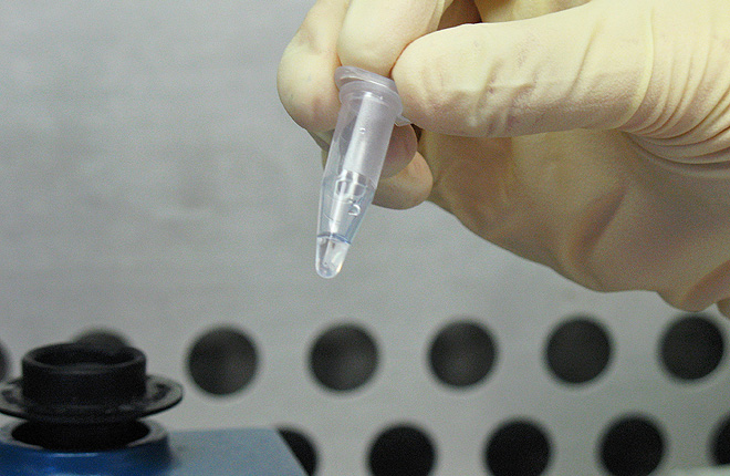 A small test tube containing a sample from a bird’s mouth