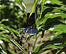 Low-elevation sprayer applying water to corn plants