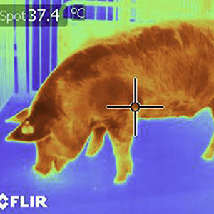 Thermal image of a pig