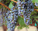 Cabernet Sauvignon grapes on a vine
