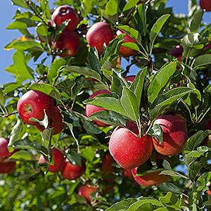 Gala apples on a tree