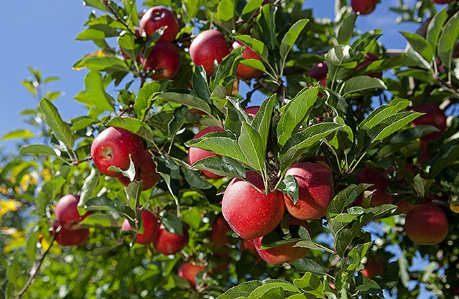 Gala apples on a tree