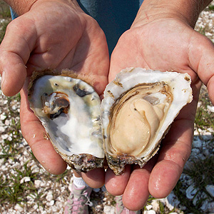 Hands holding an open oyster