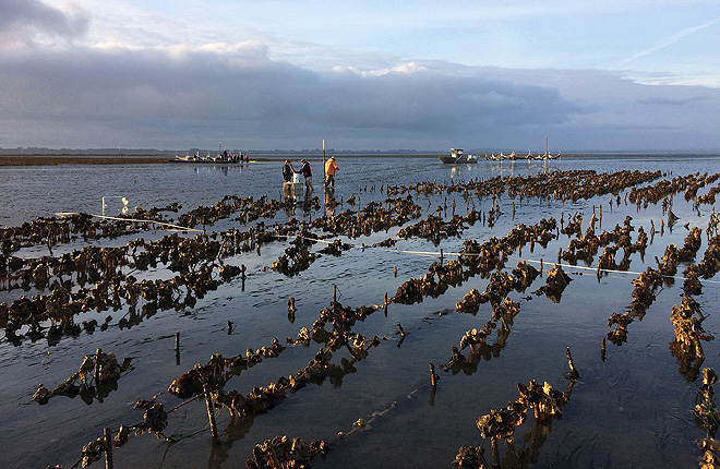 Scientists assess oyster habitat in Humboldt Bay