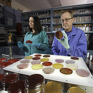 ARS scientists working with petri dishes in the lab