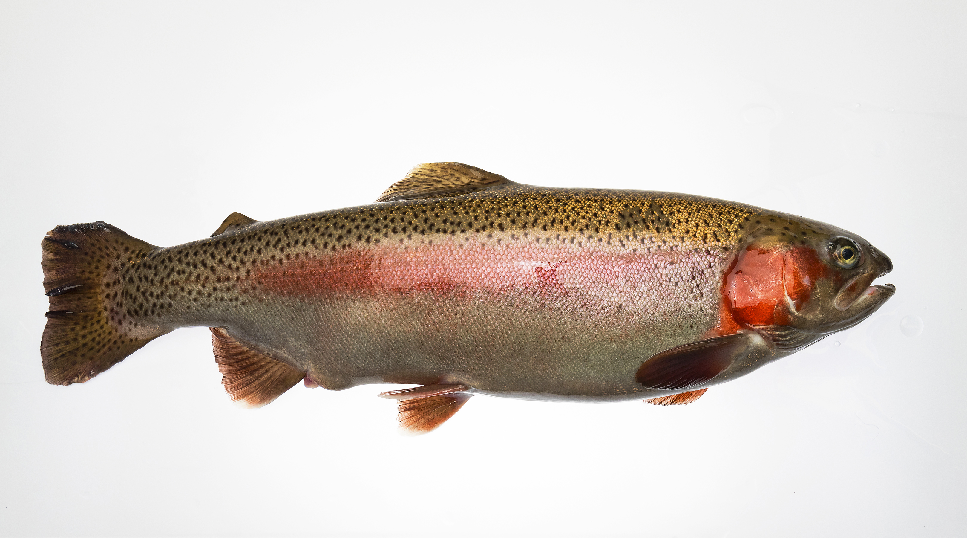 A female rainbow trout