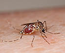 Mosquito Aedes aegypti, engorged with human blood