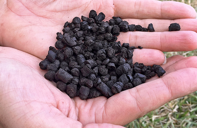 Hands holding black biochar pellets
