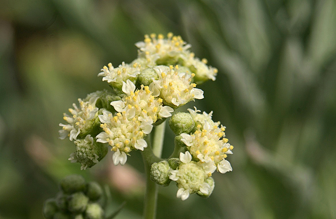 Flowering guayule plant