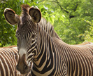 Zebras graze in the Smithsonian’s National Zoological Park in Washington, D.C.