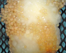 Fungus on untreated channel catfish eggs